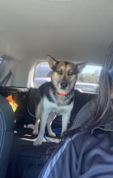 Reunited Female Dog last seen Garfield ave, Sacramento County, CA 95608