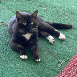 Lost Male Cat last seen Hilltop and Judy , Colbert, WA 99005