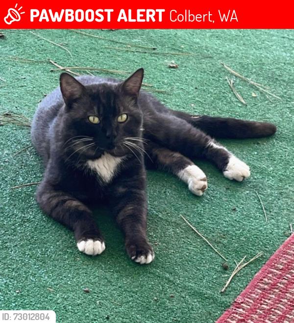 Lost Male Cat last seen Hilltop and Judy , Colbert, WA 99005