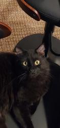 Lost Male Cat last seen Elizabeth and Lyric St, Durham, NC 27701