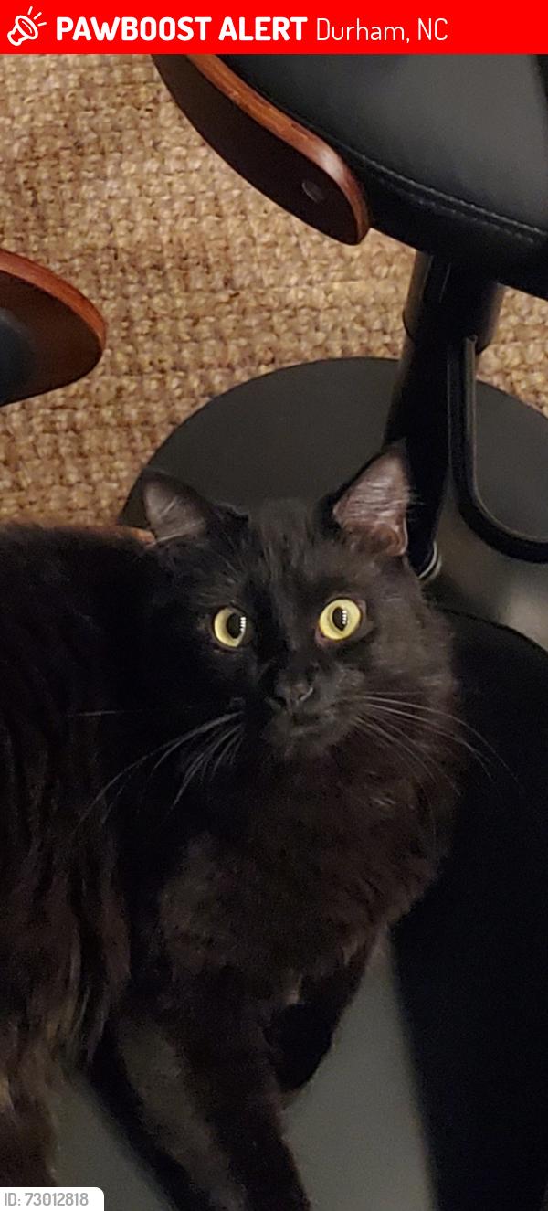 Lost Male Cat last seen Elizabeth and Lyric St, Durham, NC 27701