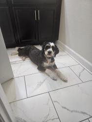 Lost Female Dog last seen Westside blved. And Olympic club blvd, Davenport, FL 33896