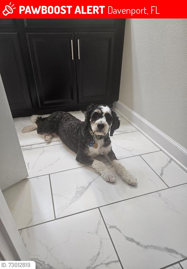 Lost Female Dog last seen Westside blved. And Olympic club blvd, Davenport, FL 33896