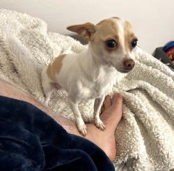 Reunited Female Dog last seen Near Cypress Dr, San Jacinto, CA 92583, USA, San Jacinto, CA 92583