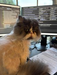 Reunited Male Cat last seen Schooner Bay, Foster City, Foster City, CA 94404