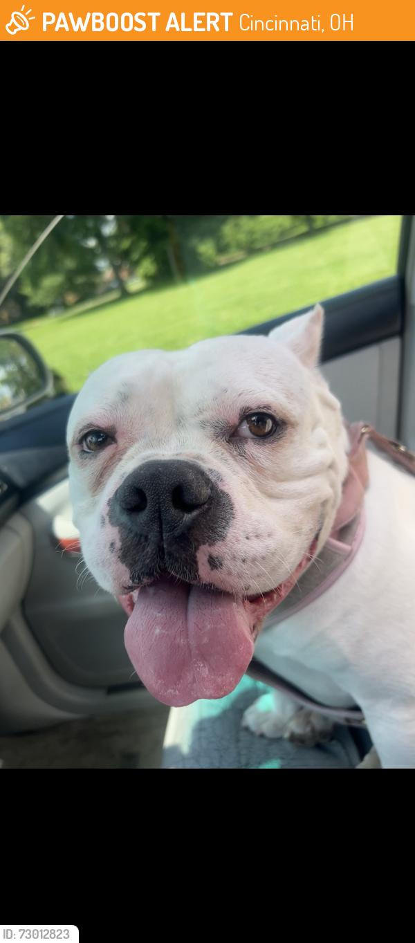 Found/Stray Female Dog last seen Rockdale ave, Cincinnati, OH 45229