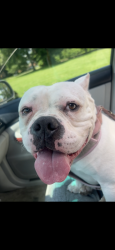 Found/Stray Female Dog last seen Rockdale ave, Cincinnati, OH 45229
