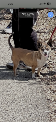 Lost Female Dog last seen Saint Gertrude , Santa Ana, CA 92707
