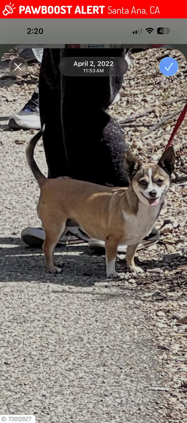 Lost Female Dog last seen Saint Gertrude , Santa Ana, CA 92707