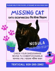 Lost Female Cat last seen 160th street, Queens, NY 11432