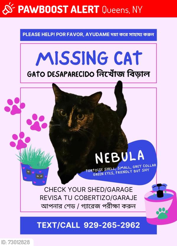 Lost Female Cat last seen 160th street, Queens, NY 11432