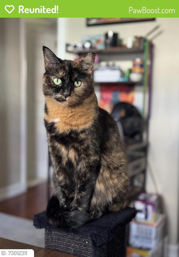 Reunited Female Cat last seen 24th and Clay, Denver, CO 80211