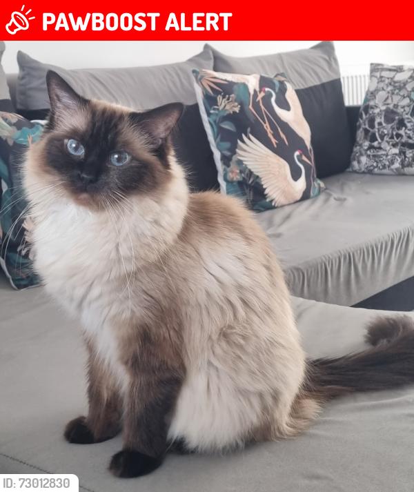 Lost Female Cat last seen Kingslay terrace , West Midlands, England CV2