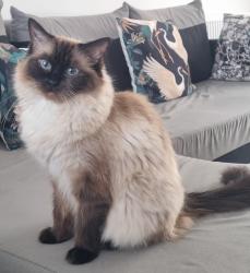 Lost Female Cat last seen Kingslay terrace , West Midlands, England CV2