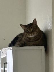 Lost Male Cat last seen Between amherst villiage and university villiage, Bowling Green, OH 43402