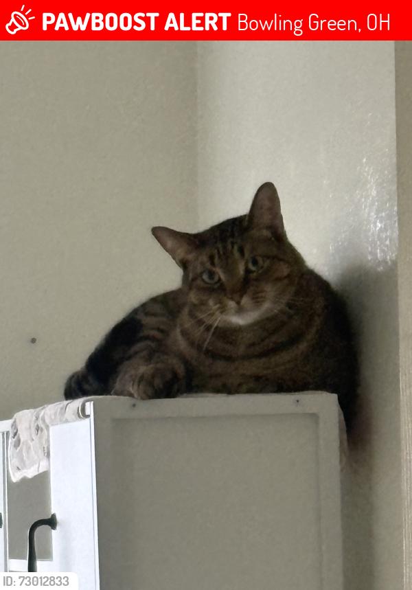 Lost Male Cat last seen Between amherst villiage and university villiage, Bowling Green, OH 43402