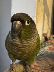 Reunited Male Bird last seen Daddy I doughnuts , Mississauga, ON L5A