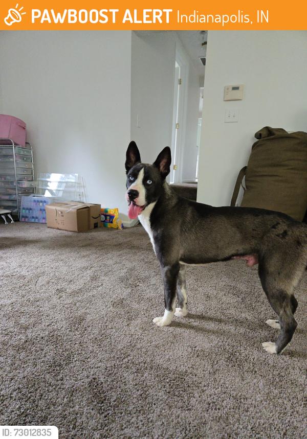 Found/Stray Male Dog last seen Troy and lyons, Indianapolis, IN 46241