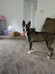 Found/Stray Male Dog last seen Troy and lyons, Indianapolis, IN 46241