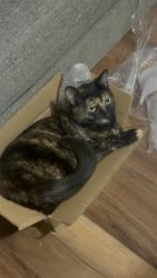 Lost Female Cat last seen Burnway Dr, Orlando, FL 32819