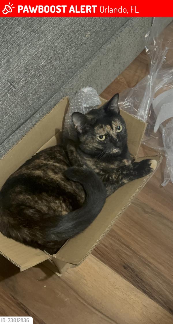 Lost Female Cat last seen Burnway Dr, Orlando, FL 32819