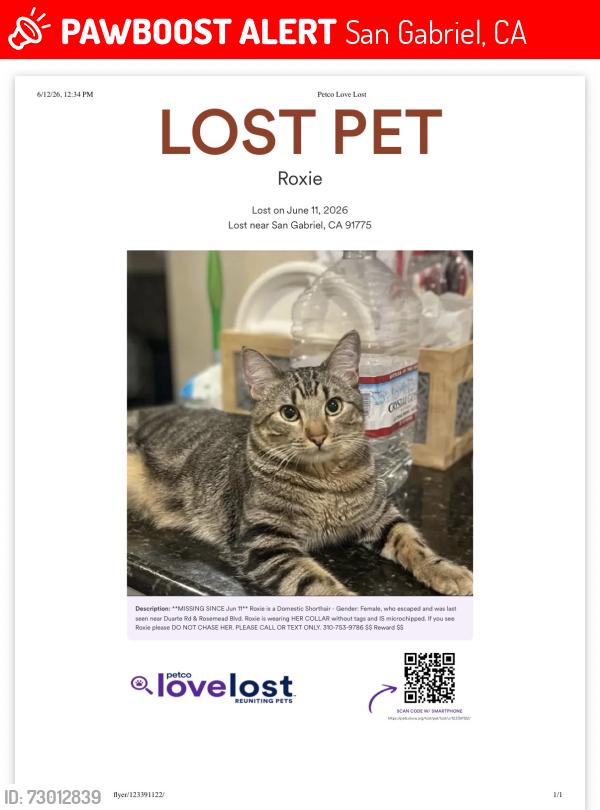 Lost Female Cat last seen apmt , San Gabriel, CA 91775