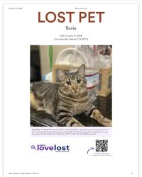 Lost Female Cat last seen apmt , San Gabriel, CA 91775