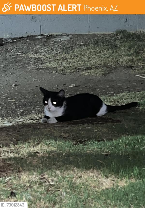 Found/Stray Unknown Cat last seen 8th st and Mountain View, Phoenix, AZ 85020