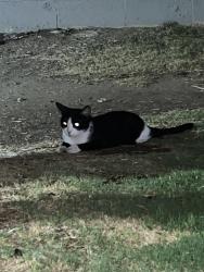 Found/Stray Unknown Cat last seen 8th st and Mountain View, Phoenix, AZ 85020
