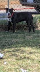 Reunited Male Dog last seen Moore and kerr street, Concord, NC 28027