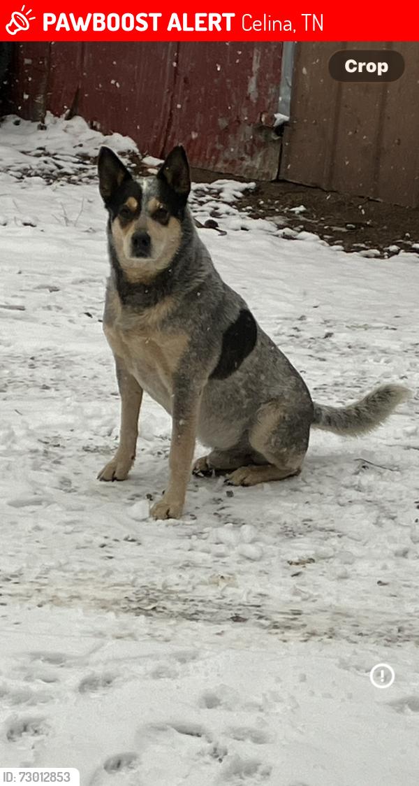 Lost Male Dog last seen Close to McFarland, Celina, TN 38551