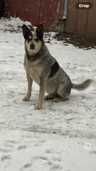 Lost Male Dog last seen Close to McFarland, Celina, TN 38551