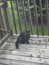 Found/Stray Unknown Cat last seen Summerside , London, ON N6M