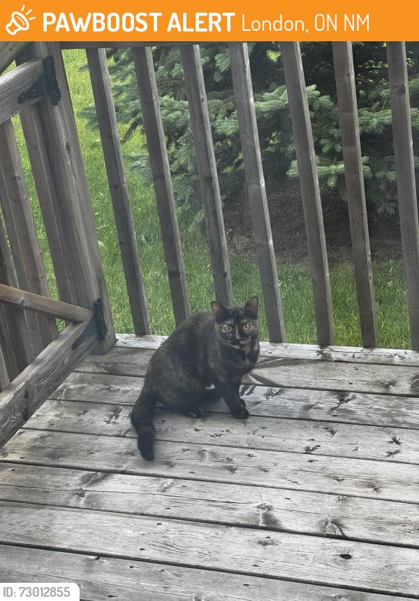 Found/Stray Unknown Cat last seen Summerside , London, ON N6M
