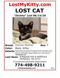 Lost Female Cat last seen Elmwood Ave,  Hopedale , Hopedale, MA 01747