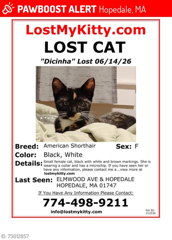 Lost Female Cat last seen Elmwood Ave,  Hopedale , Hopedale, MA 01747