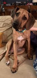 Lost Female Dog last seen Potomac Village, Md, Potomac, MD 20854