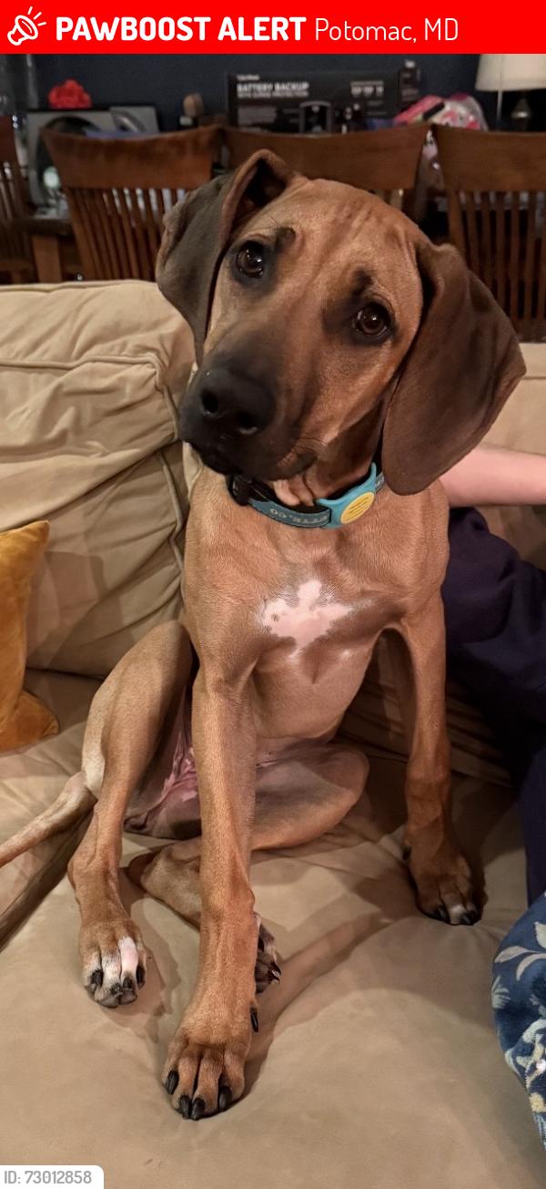 Lost Female Dog last seen Potomac Village, Md, Potomac, MD 20854