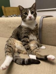 Lost Male Cat last seen Dudley Rd, Greater London, England TW9 2EH