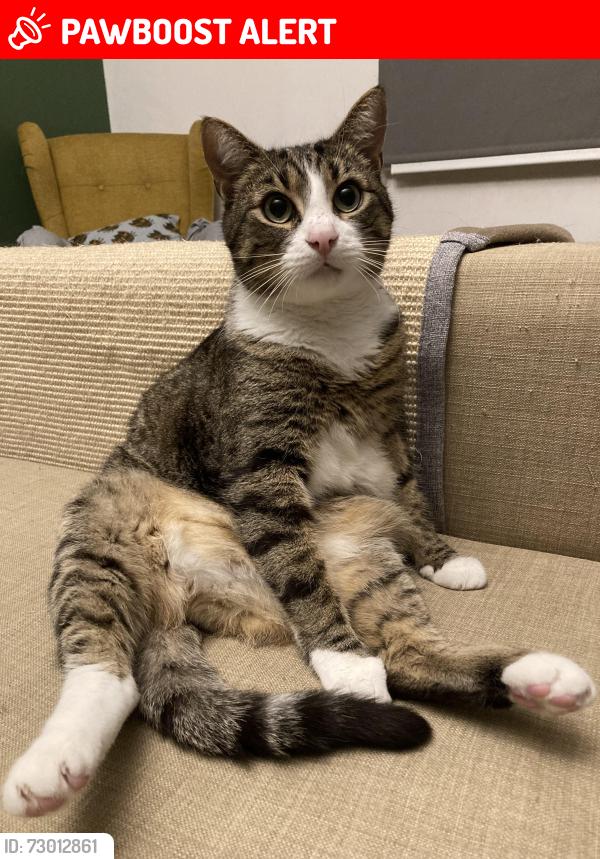 Lost Male Cat last seen Dudley Rd, Greater London, England TW9 2EH