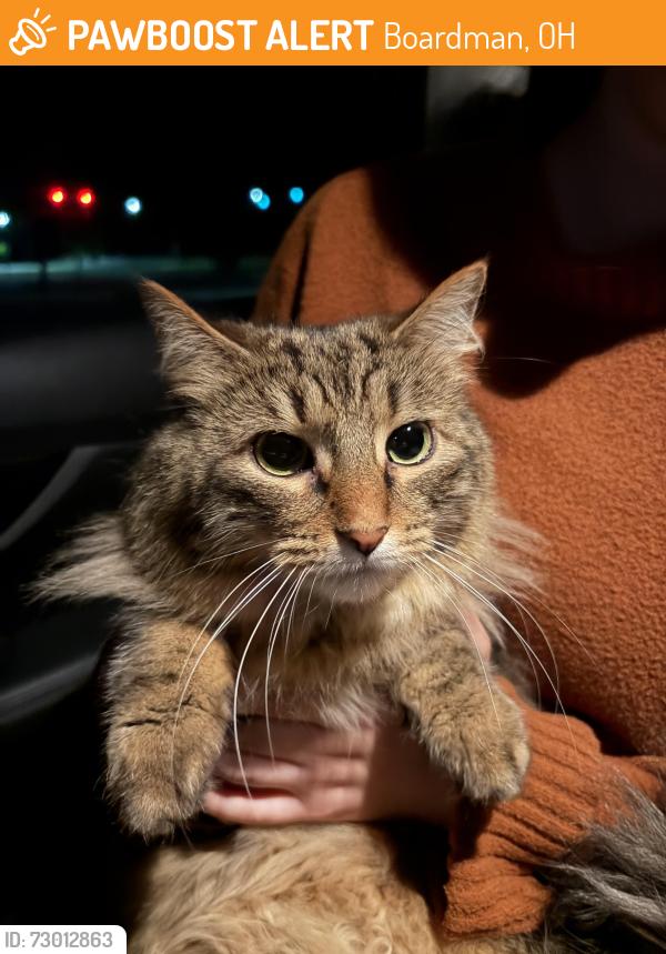 Found/Stray Unknown Cat last seen Jaguar Dr and West Blvd, Boardman, OH 44512