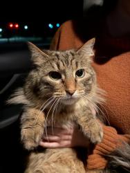 Found/Stray Unknown Cat last seen Jaguar Dr and West Blvd, Boardman, OH 44512