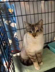 Reunited Female Cat last seen Old bethel rd, Crestview, FL 32536