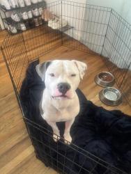Lost Male Dog last seen 1st and Perry , Denver, CO 80219