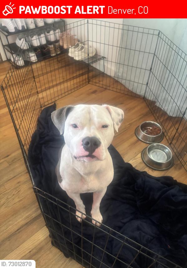 Lost Male Dog last seen 1st and Perry , Denver, CO 80219