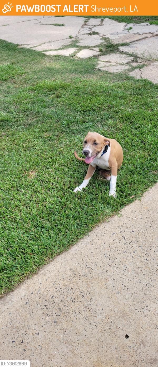 Found/Stray Female Dog last seen Live oak, Shady lane 71118, Shreveport, LA 71118