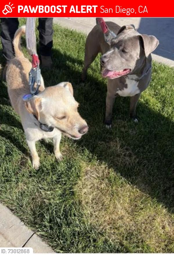 Lost Male Dog last seen Solana Ranch Park and Solana Ranch Elementary School , San Diego, CA 92130