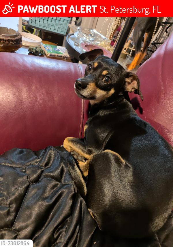 Lost Female Dog last seen Near 51st ave n St Pete Street before liquor store and narkysy smoke hse on 34 street anwserw to thumby, St. Petersburg, FL 33714