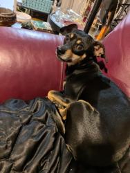 Lost Female Dog last seen Near 51st ave n St Pete Street before liquor store and narkysy smoke hse on 34 street anwserw to thumby, St. Petersburg, FL 33714