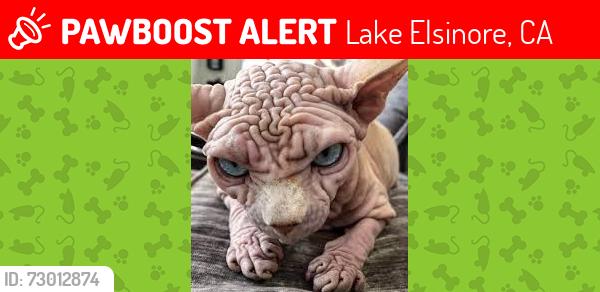 Lost Unknown Horse last seen Earl warn elementary , Lake Elsinore, CA 92532